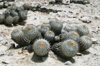 Copiapoa haseltoniana PV 1947_1.jpg